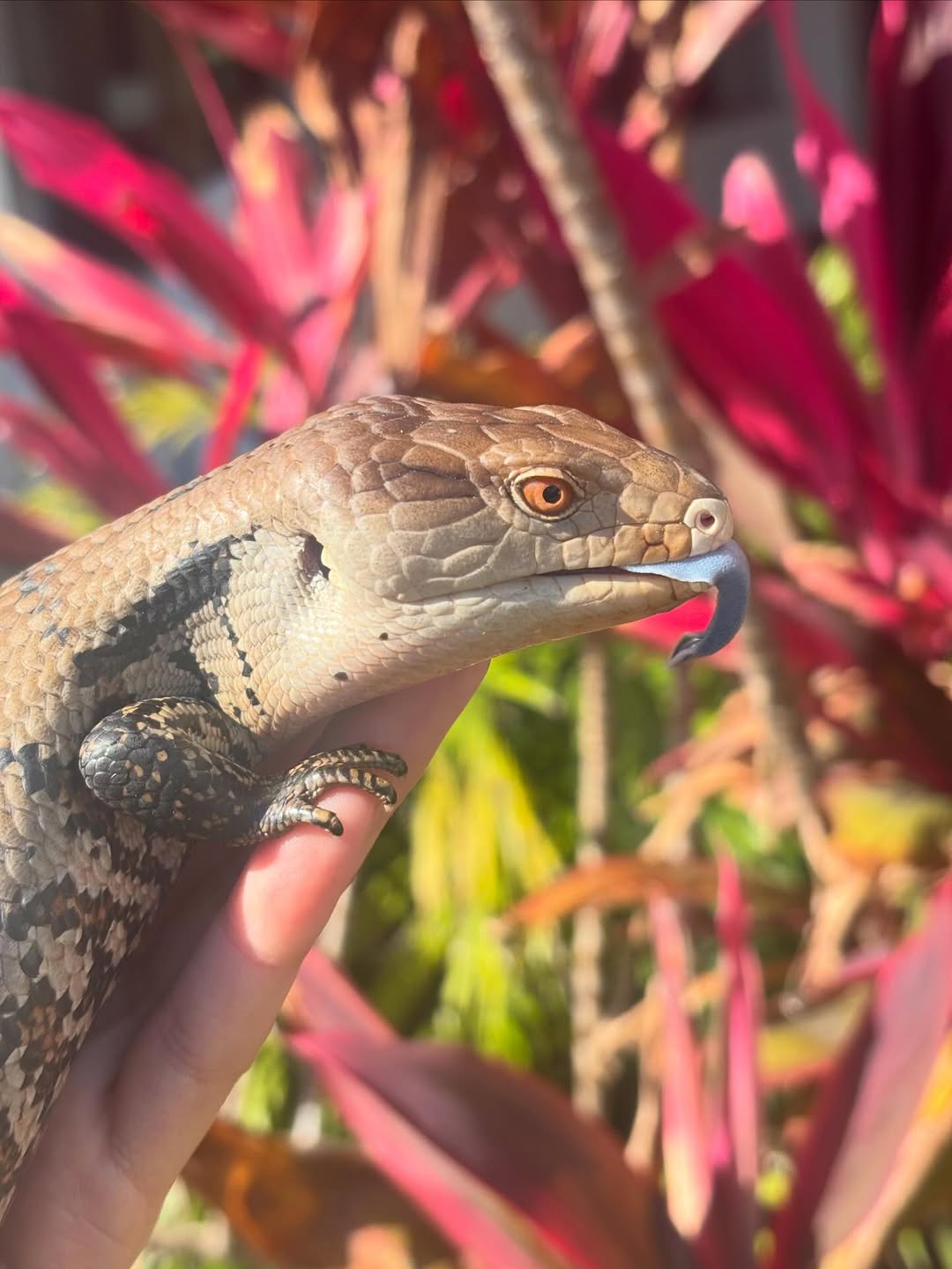 Blue tongue skink