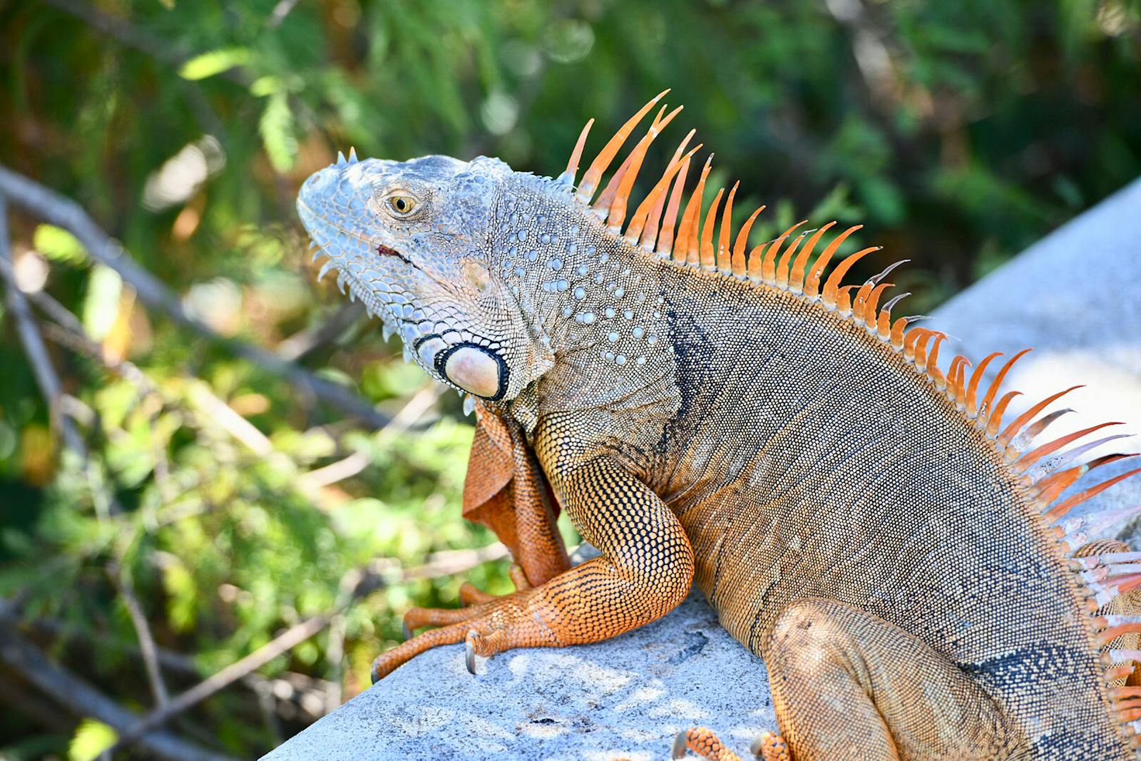 Green iguana