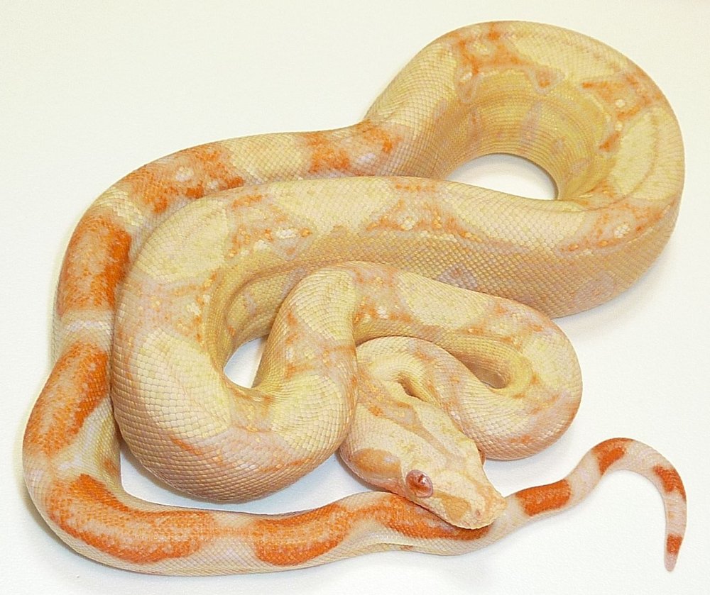 Albino boa