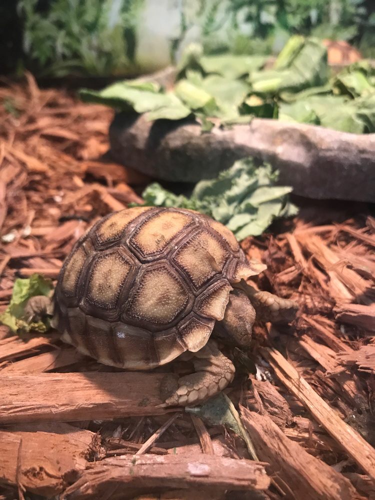 Sulcata tortoise hatchling