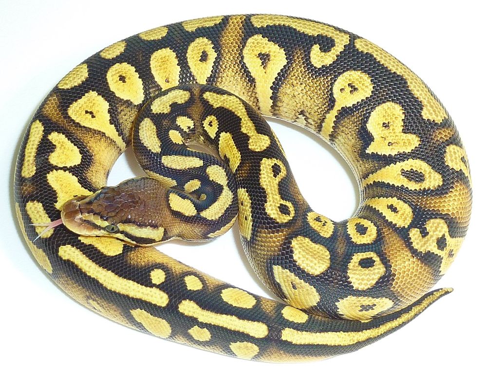 Ball python morph