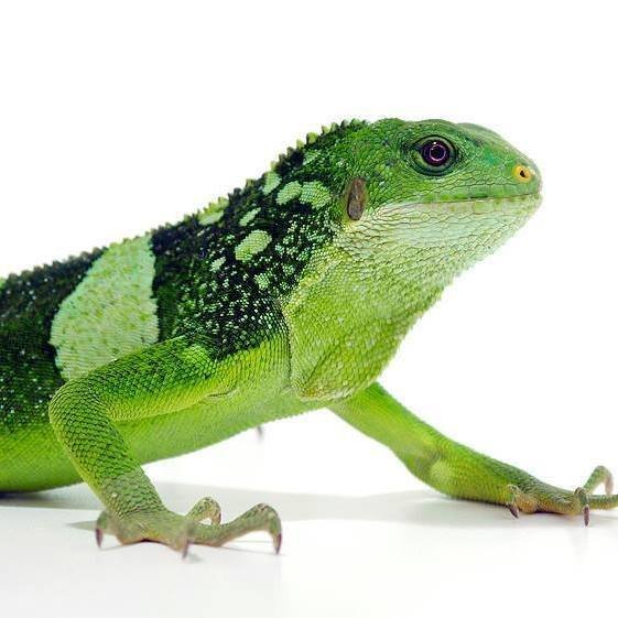 Fiji crested iguana