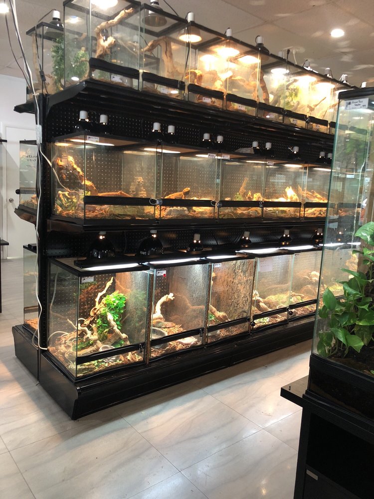 Inside the Miami Reptile Company shop