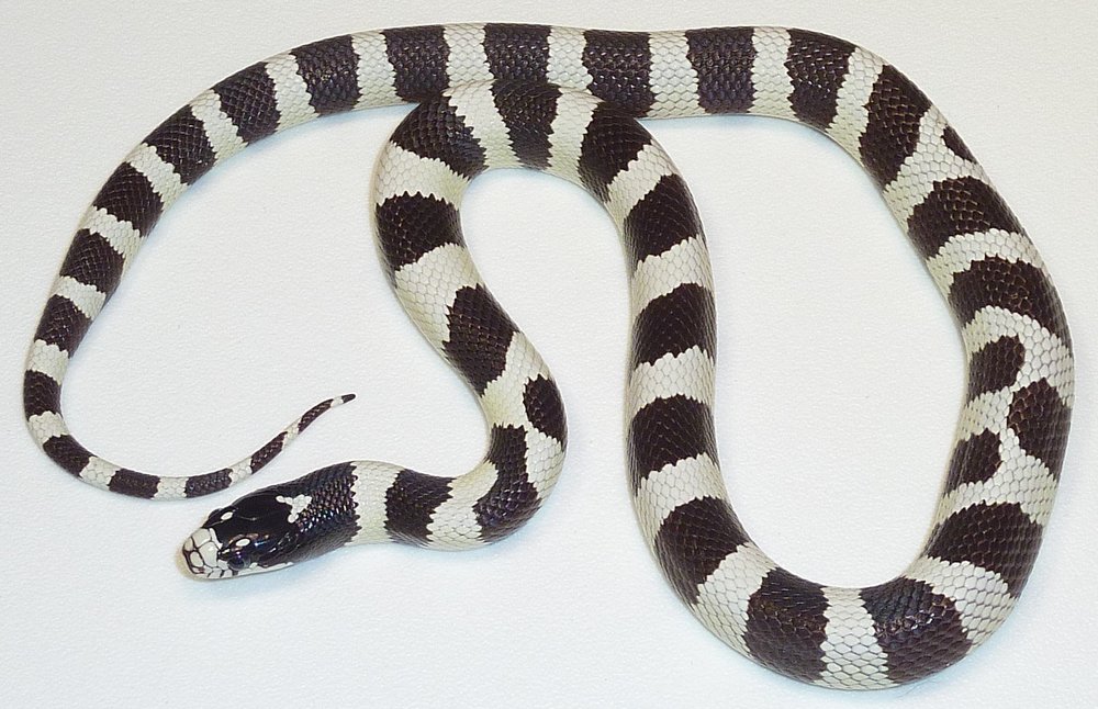 Honduran milk snake