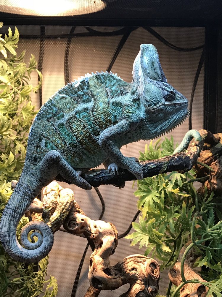 Veiled chameleon