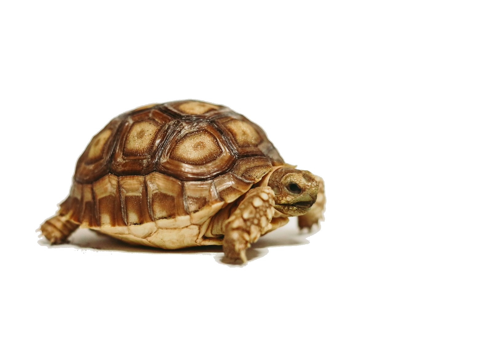 Sulcata tortoise