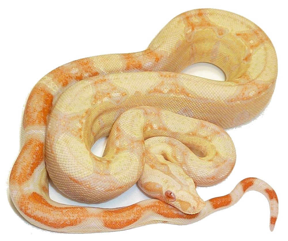 Albino Central American boa