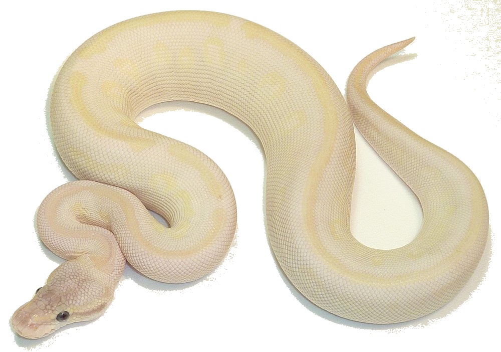 Leucistic ball python
