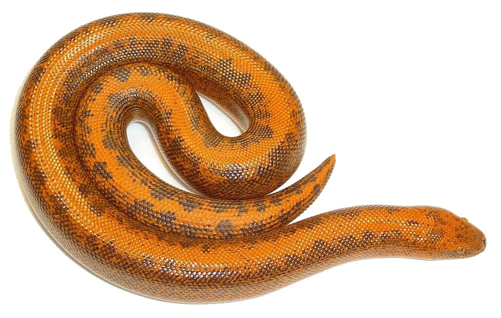 Tree boa