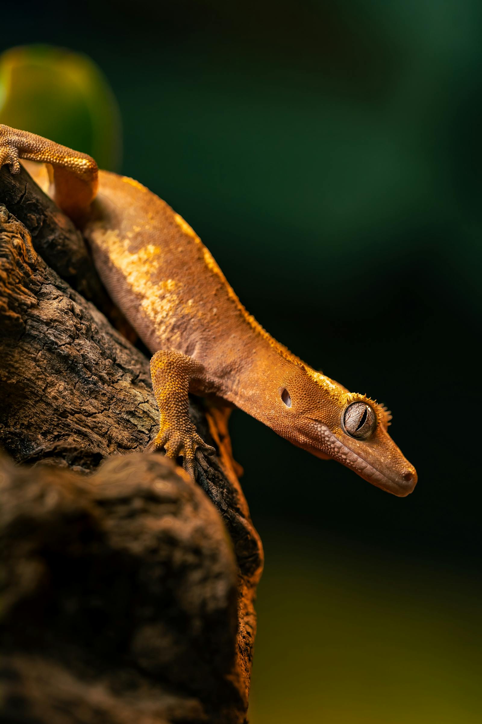 Crested gecko
