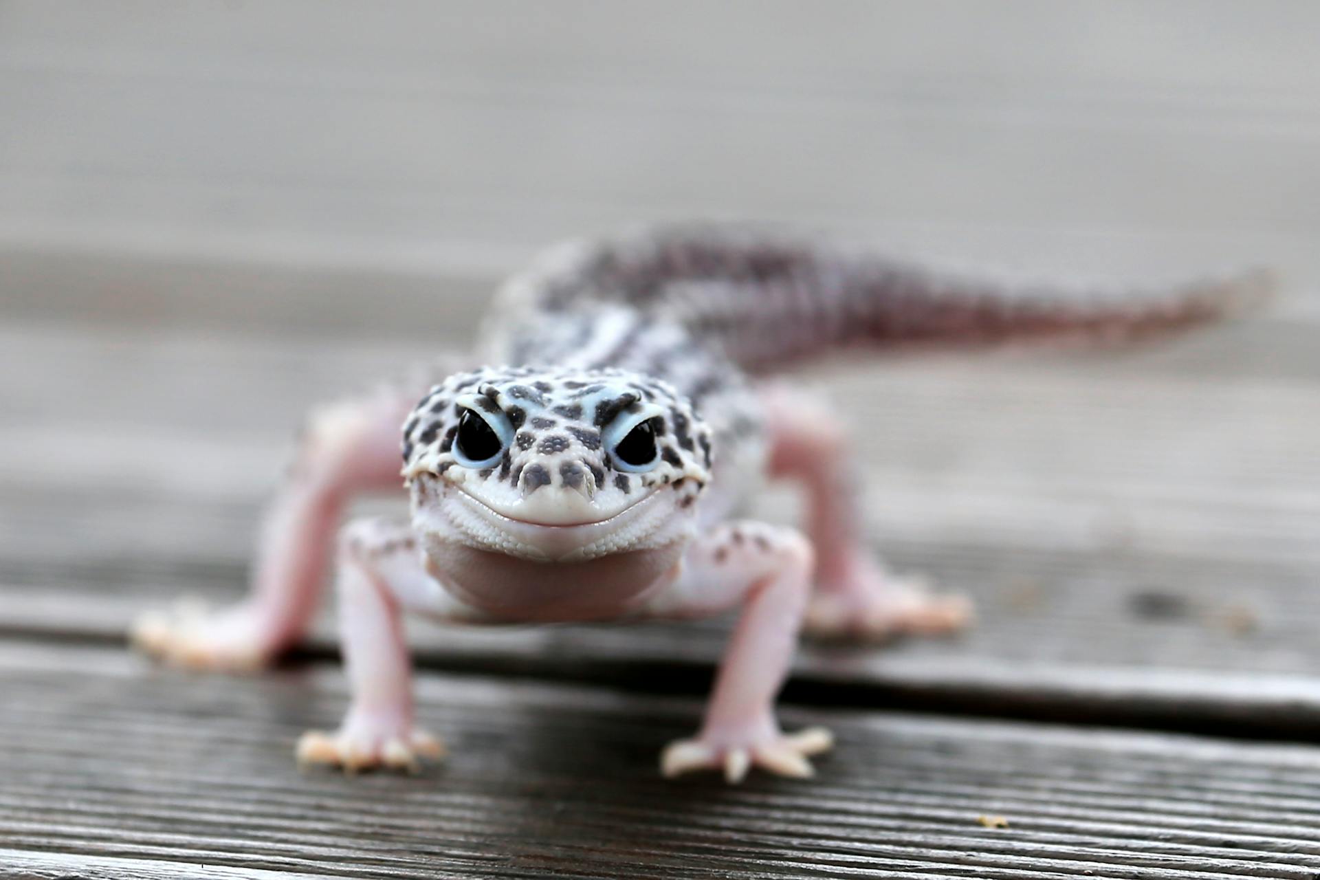 Leopard gecko