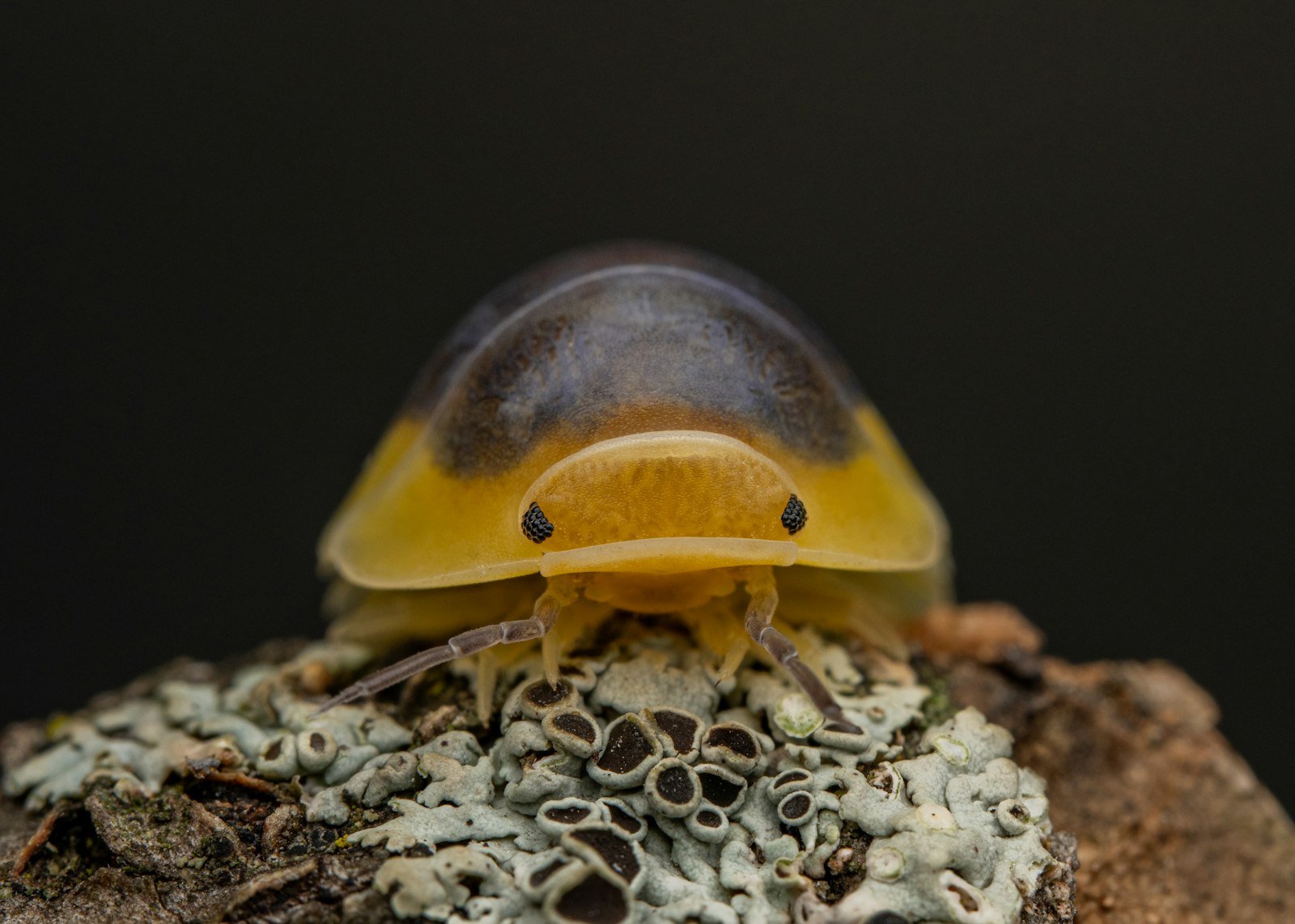 Rubber Ducky isopod