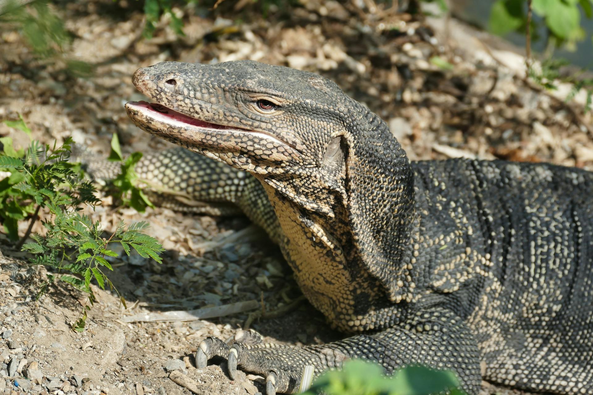Monitor lizard